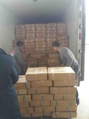 吴中区搬运装卸服务优选指南 专业、高效、一呼百应